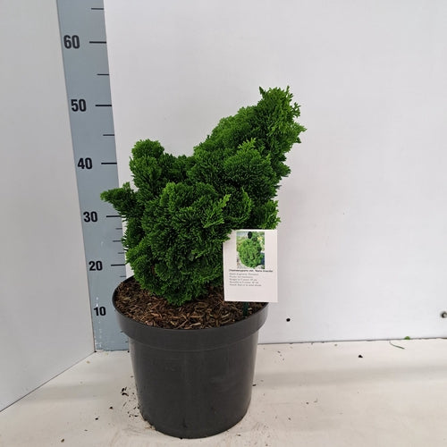 Dwergcypres (Chamaecyparis obt. ‘Nana Gracilis’) - Coniferen