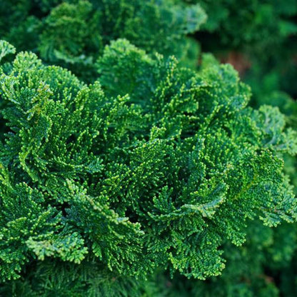 Dwergcypres (Chamaecyparis obt. ‘Nana Gracilis’) - Coniferen