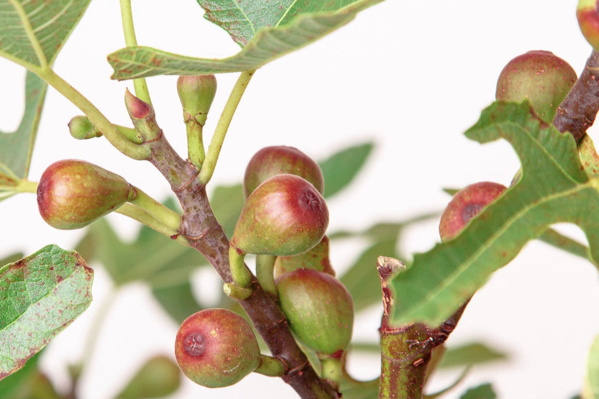 Dwergvijg (Ficus carica Little Miss Figgy) - Vijgen