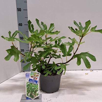 Dwergvijg (Ficus carica Little Miss Figgy) - Vijgen