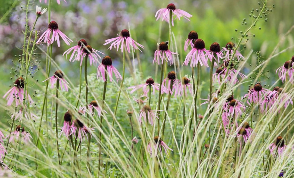 Zonnehoed (Echinacea pallida) - Tuinplanten