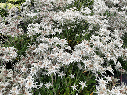 Edelweiss (Leontopodium alpinum) - Tuinplanten