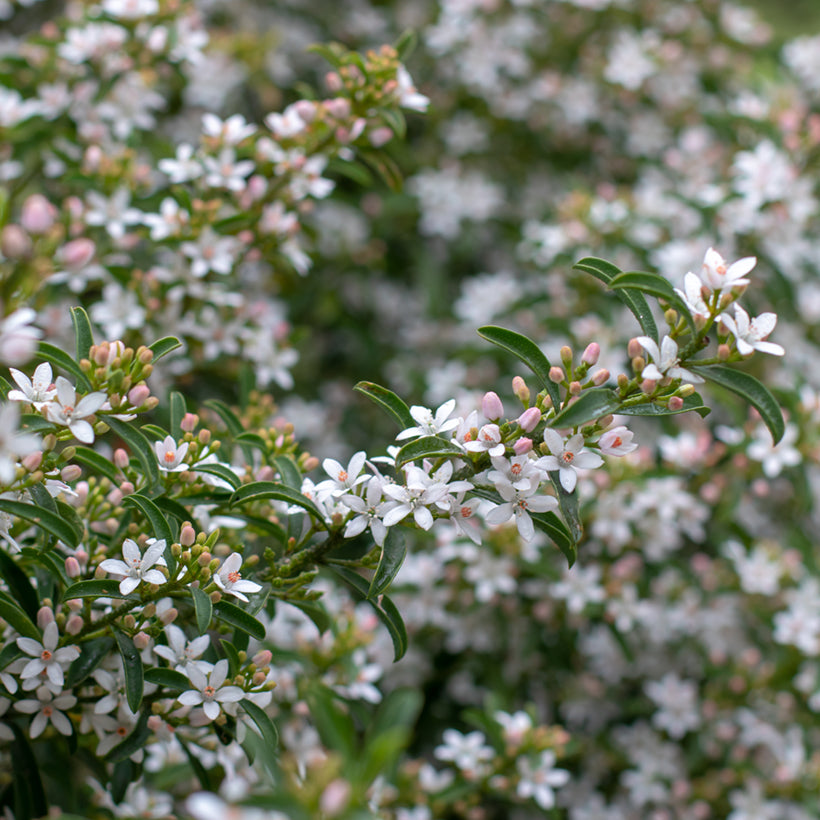 Goudrand (Eriostemon myoporoides) - Heesters