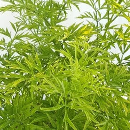 Gele vlier (Sambucus nigra Golden Tower)