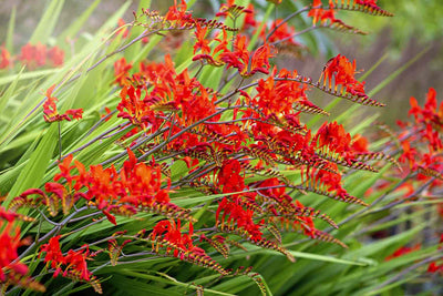 Montbretia (Crocosmia 'Lucifer')