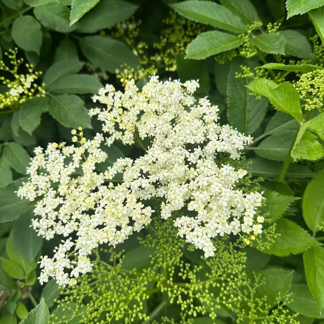 Gewone vlier (Sambucus nigra Golden Spark) - Heesters