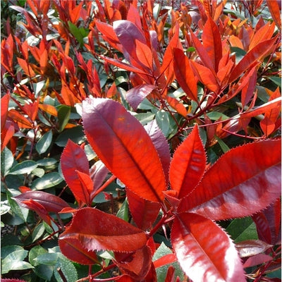 Glansmispel (Photinia fraseri ‘Red Robin’)