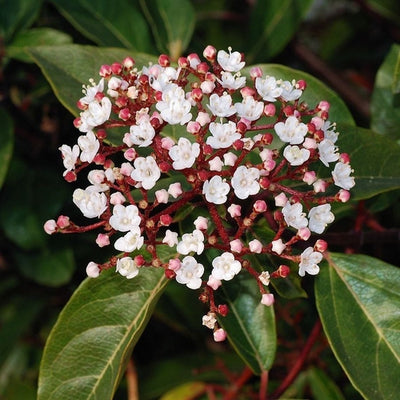 Groenblijvende sneeuwbal (Viburnum tinus)