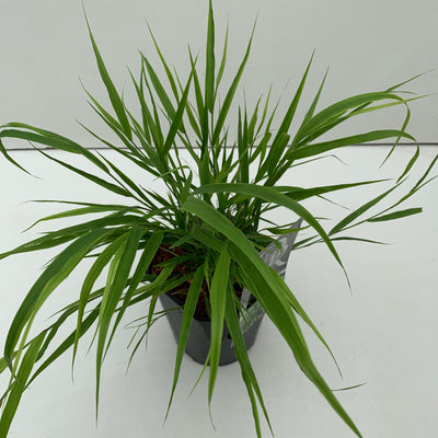 Japans berggras (Hakonechloa macra )