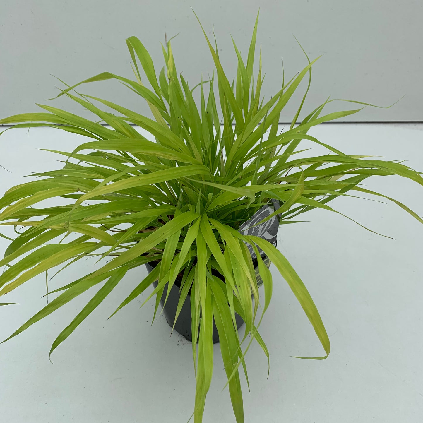 Japans berggras (Hakonechloa macra 'Allgold') - Japans berggras