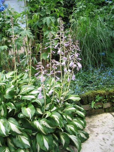 Borderpakket paars, rood & wit (1m2) - Tuinplanten