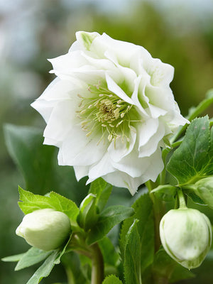 Stinkend nieskruid (Helleborus 'Double Crown')