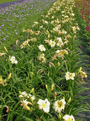 Daglelie (Hemerocallis 'Arctic Snow')