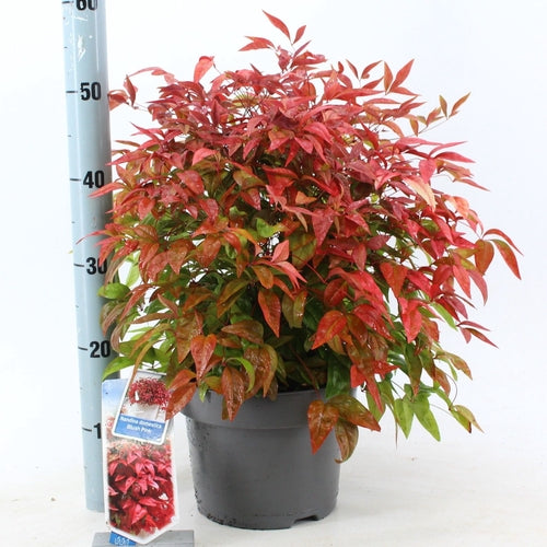 Hemelse bamboe (Nandina domestica Blush Pink) - Groenblijvende struiken
