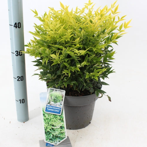 Hemelse bamboe (Nandina domestica Lemon & Lime ) - Groenblijvende struiken