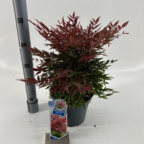 Hemelse bamboe (Nandina domestica Obsessed) - Groenblijvende struiken