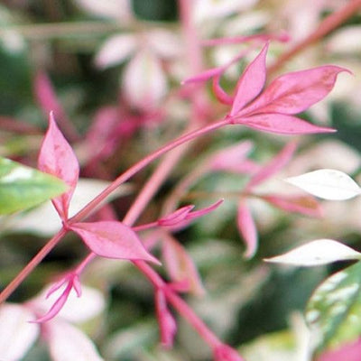 Hemelse bamboe (Nandina domestica ‘Twilight’)