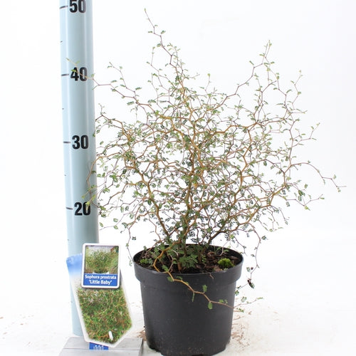 Honingboom (Sophora prostata ‘Little Baby’) - Heesters