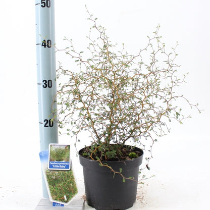 Honingboom (Sophora prostata ‘Little Baby’) - Heesters