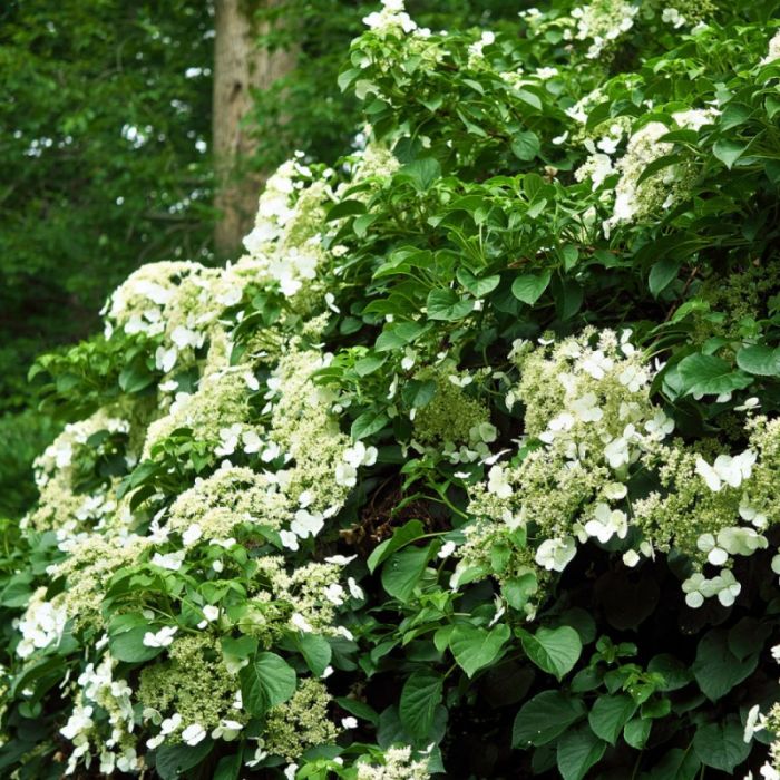 Hortensia (Hydrangea anomala petiolaris) - Hortensia