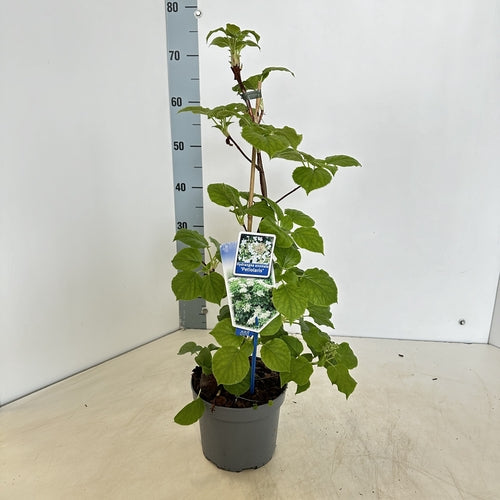 Hortensia (Hydrangea anomala petiolaris) - Hortensia