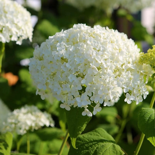 Hortensia (Hydrangea arborescens ‘Annabelle’ ) - Hortensia