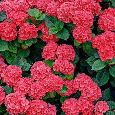 Hortensia (Hydrangea macrophylla 'Alpenglühen')