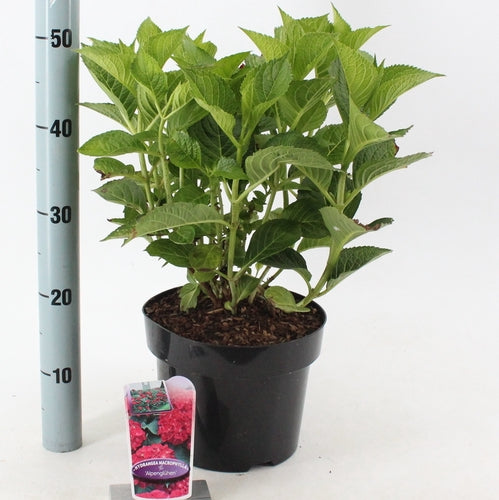 Hortensia (Hydrangea macrophylla 'Alpenglühen') - Hortensia