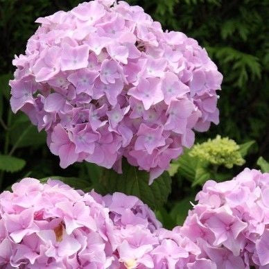 Hortensia (Hydrangea macrophylla ‘Bouquet Rosé’ )