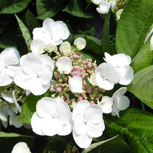 Hortensia (Hydrangea macrophylla 'Libelle' (Teller White)) - Hortensia