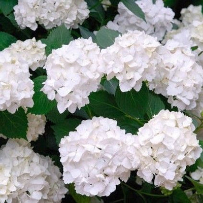 Hortensia (Hydrangea macrophylla 'Mme Emile Mouillere’ )