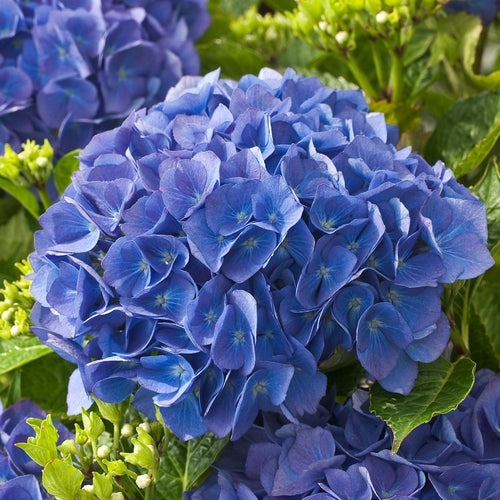 Hortensia (Hydrangea macrophylla ‘Renate Steiniger’ ) - Hortensia
