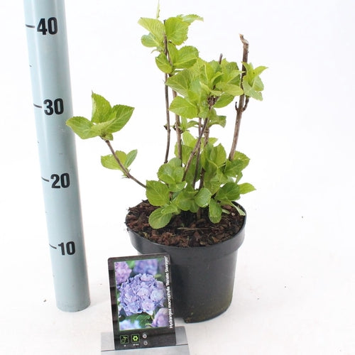 Hortensia (Hydrangea macrophylla ‘Renate Steiniger’ ) - Hortensia