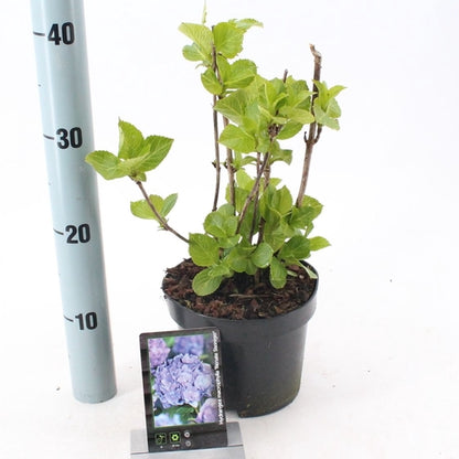 Hortensia (Hydrangea macrophylla ‘Renate Steiniger’ ) - Hortensia