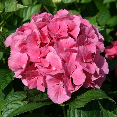 Hortensia (Hydrangea macrophylla 'Sibilla' ('Masja'))