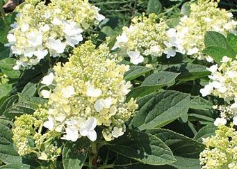 Hortensia (Hydrangea paniculata Baby Lace) - Hortensia