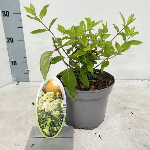 Hortensia (Hydrangea paniculata 'Grandiflora') - Hortensia