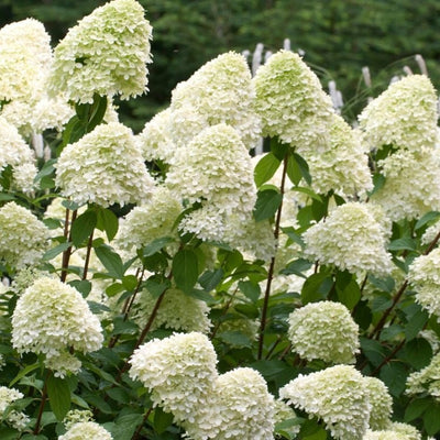 Hortensia (Hydrangea paniculata 'Grandiflora')