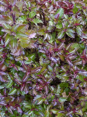 Hulst (Ilex meserveae 'Little Rascal')