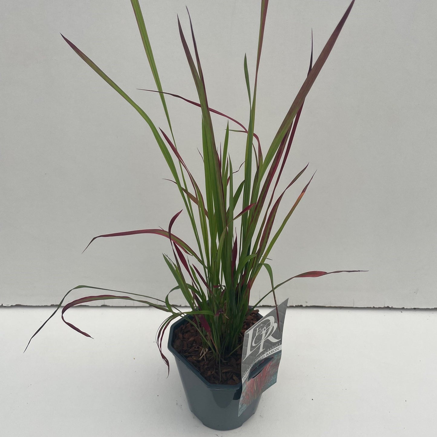 Japans bloedgras (Imperata cylindrica 'Red Baron') - Tuinplanten