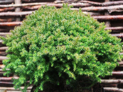 Japanse Ceder (Cryptomeria j. ‘Compressa’)