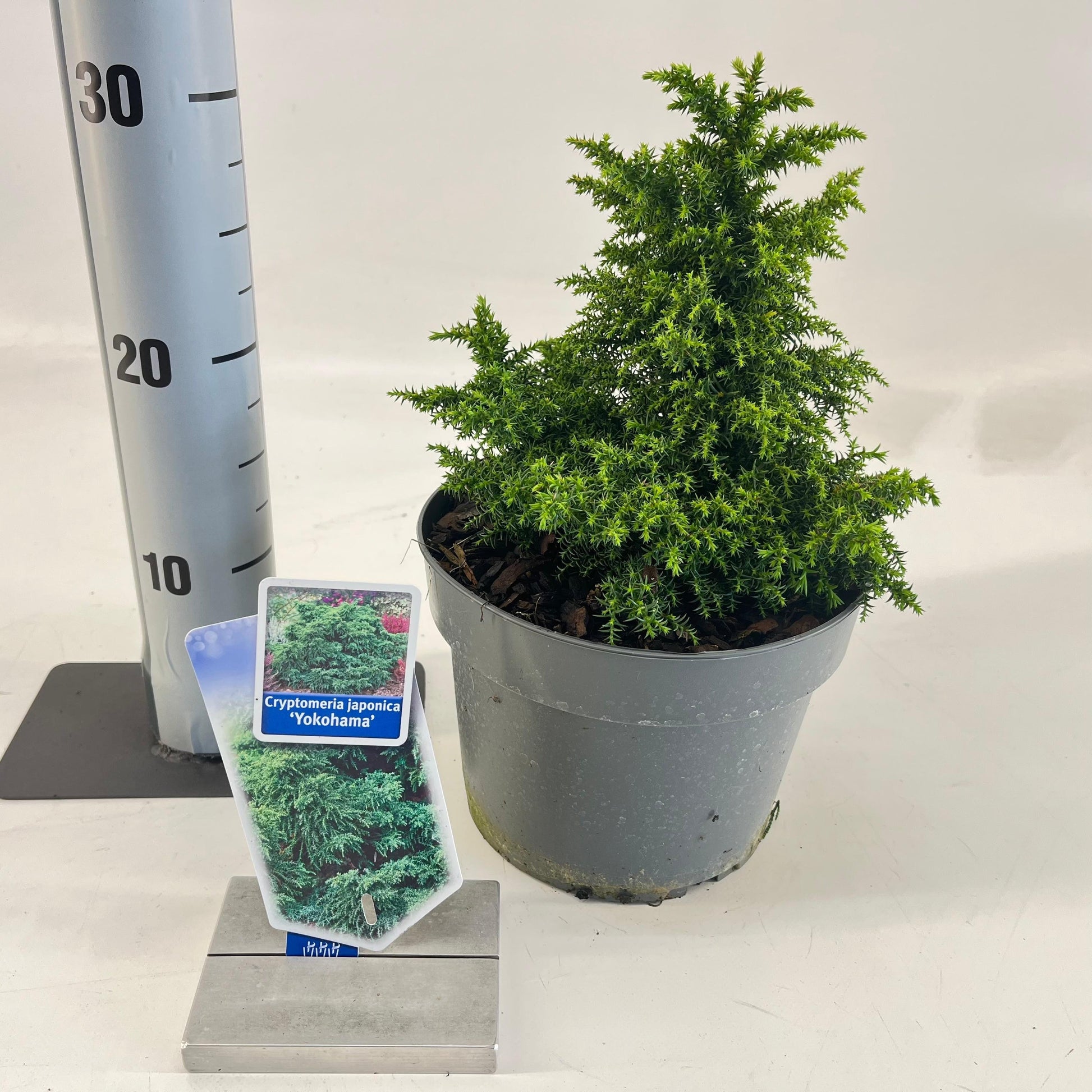 Japanse Ceder (Cryptomeria j. ‘Yokohama’) - Coniferen