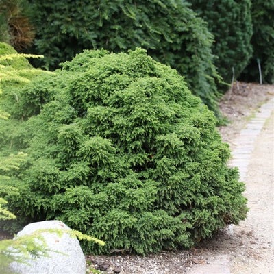 Japanse Ceder (Cryptomeria j. ‘Yokohama’)