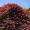 Japanse Esdoorn (Acer palmatum Royal Garnet)