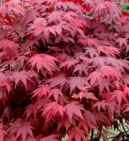Japanse Esdoorn (Acer palmatum ‘Atropurpureum’) - Japanse Esdoorn