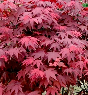 Japanse Esdoorn (Acer palmatum ‘Atropurpureum’)