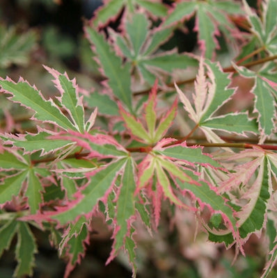 Japanse Esdoorn (Acer palmatum 'Butterfly')