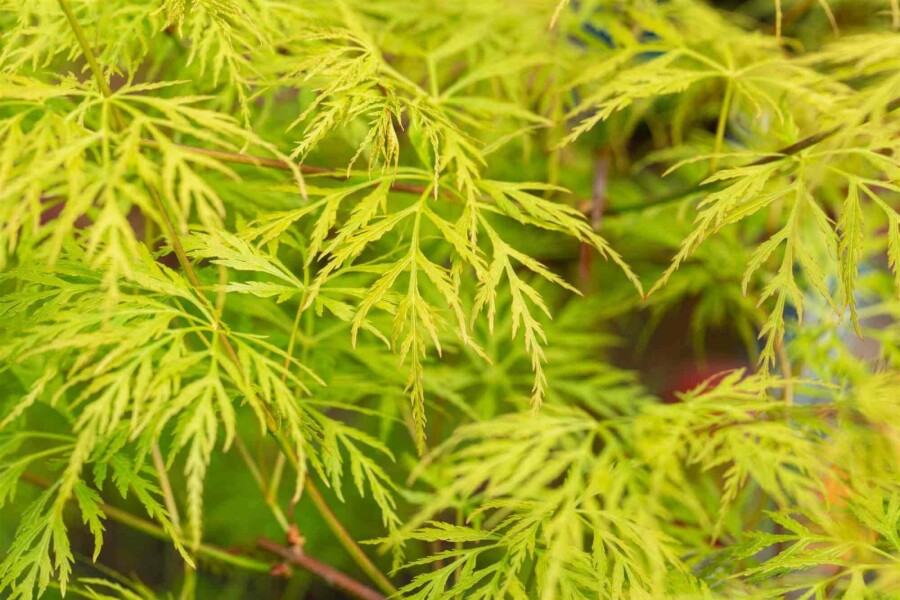 Japanse Esdoorn (Acer palmatum 'Emerald Lace') - Japanse Esdoorn