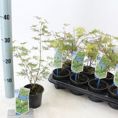 Japanse Esdoorn (Acer palmatum 'Emerald Lace') - Japanse Esdoorn