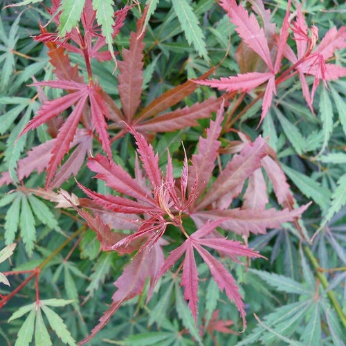 Japanse Esdoorn (Acer palmatum 'Jerre Schwartz') - Japanse Esdoorn